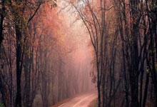 ATP官宣最新排名：辛纳成第29位球王，阿卡携大满贯反超德约科维奇